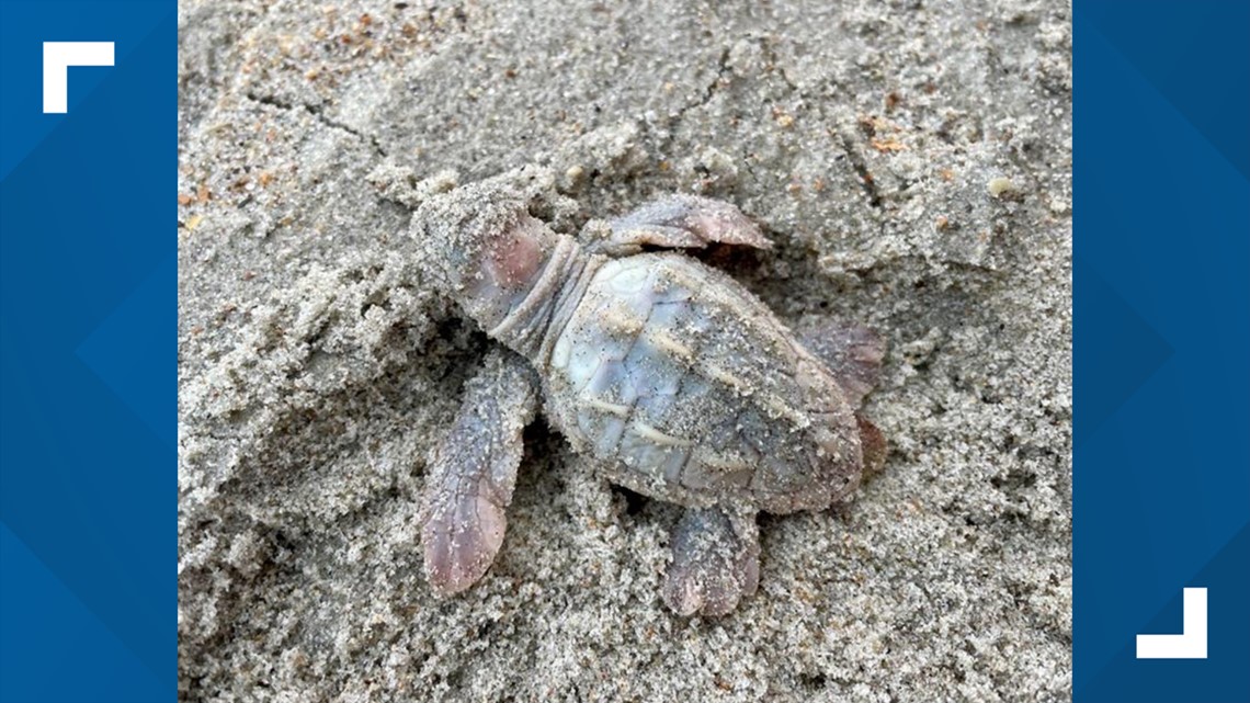 Rare white sea turtle found on NC’s Outer Banks